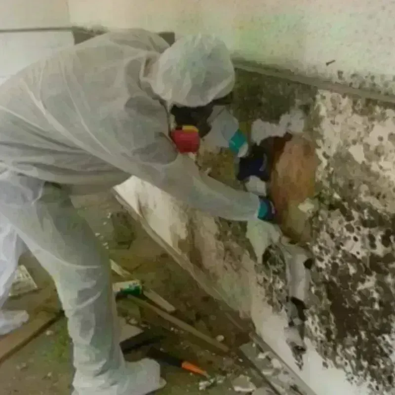 Mold Remediation and Removal in Worcester, NY